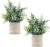 2 Pack Small Pretend Crops Eucalyptus Potted Synthetic Crops for Shelf Desk House Rest room Farmhouse Room Espresso Desk Decor (Sage Inexperienced)